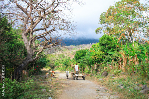 A man guides his cart and donkeys down a dirt road on the tropical island of Ometepe, Nicaragua. photo