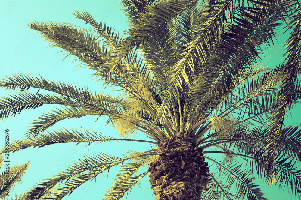 Fototapeta premium Date palm tree close up against the sky