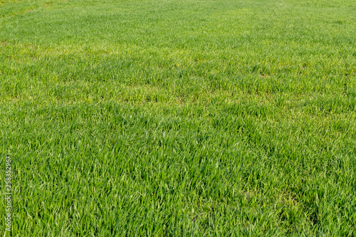 Green grass isolated background