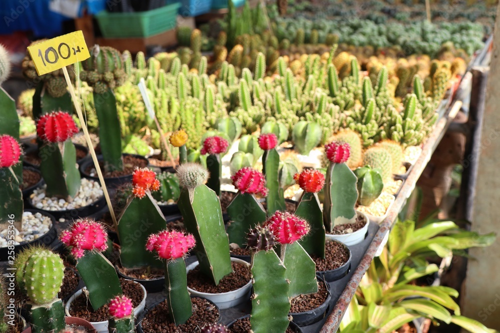 Fototapeta Beautiful cactus for sell