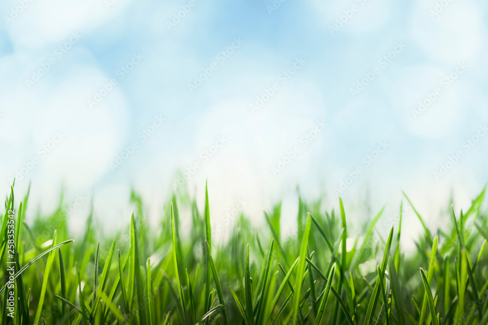 Green grass and blue sky background, sunny green meadow, fresh lawn and sky