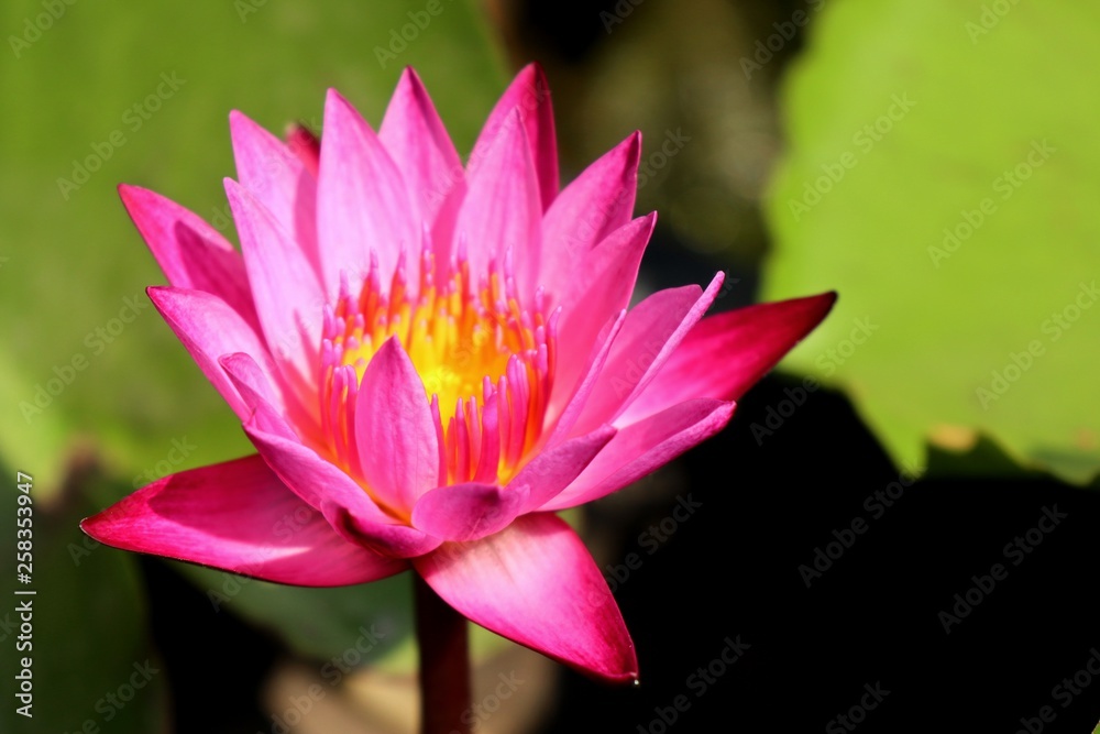 Beautiful lotus flowers in tropical Beautiful lotus flowers in tropical
