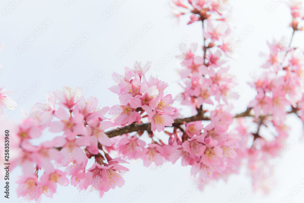 河津桜