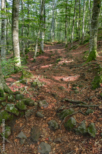 Rocky path through a beech forest