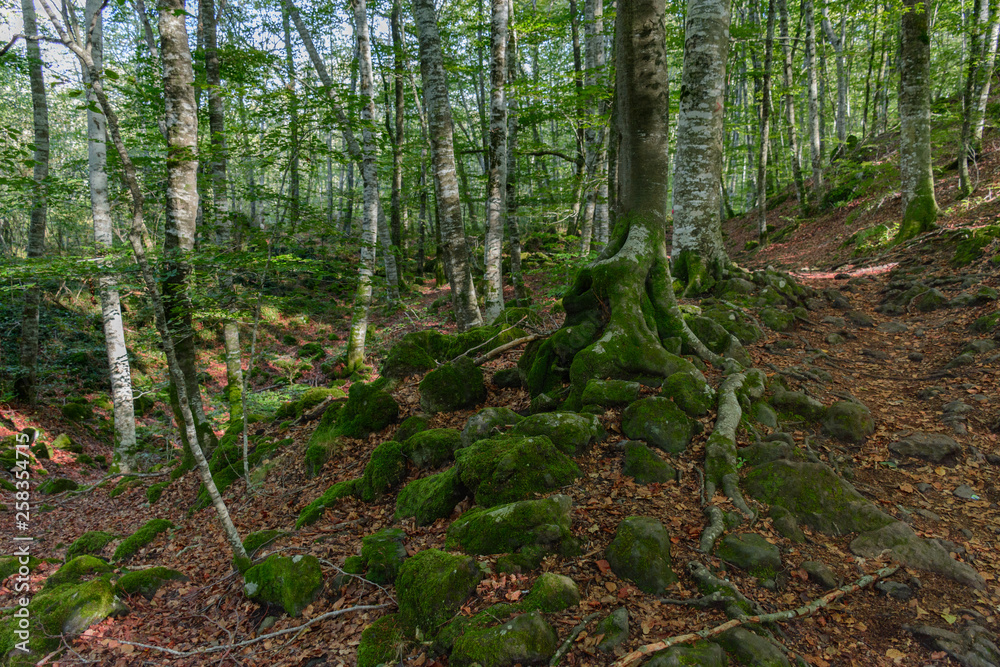 Moss stones in front of a forest Moss stones in front of a forest