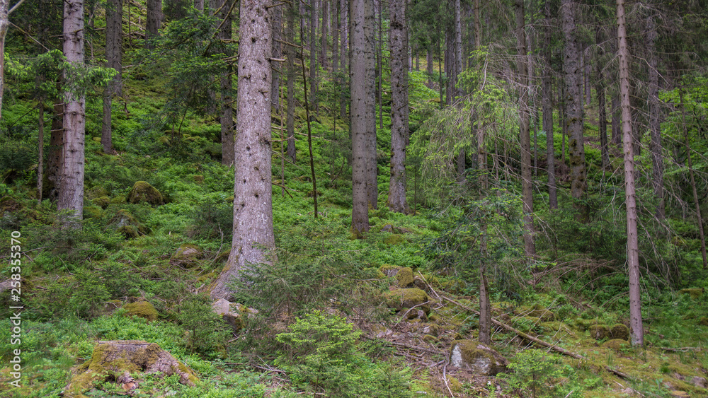 Obraz premium conifer trees in black forest