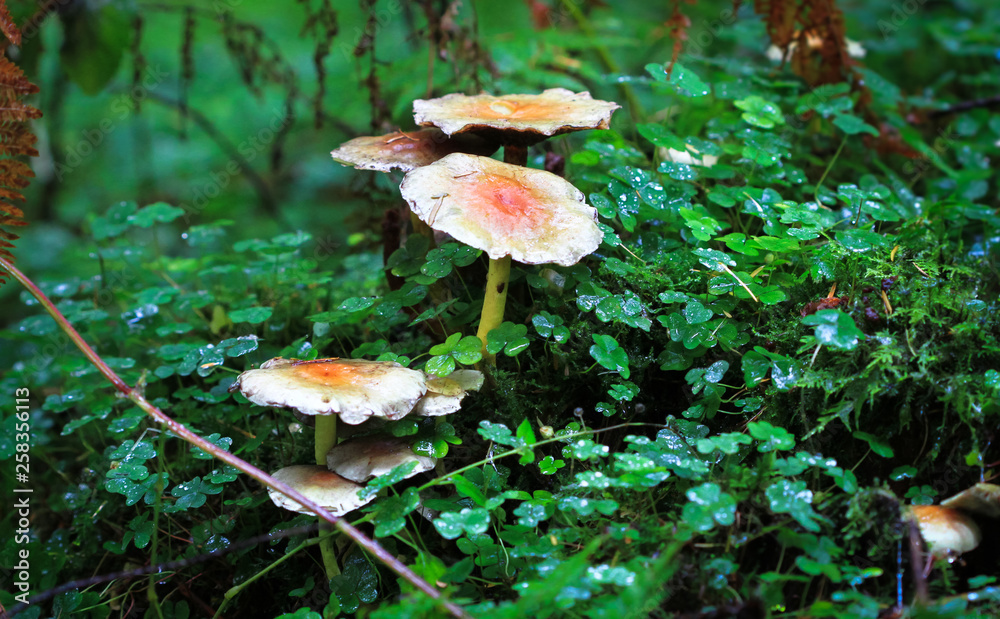 A group of sulfur tuft mushrooms (Hypholoma fasciculare) in Nesscliffe, Shropshire, England. A group of sulfur tuft mushrooms (Hypholoma fasciculare) in Nesscliffe, Shropshire, England.