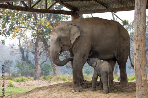 ELEPHANT MOTHER AND BABY