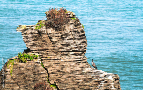 Spotted shags (Phalacrocorax punctatus punctatus) on a layered rock formation at Pancake Rocks near Hokitika on New Zealand's south island. photo
