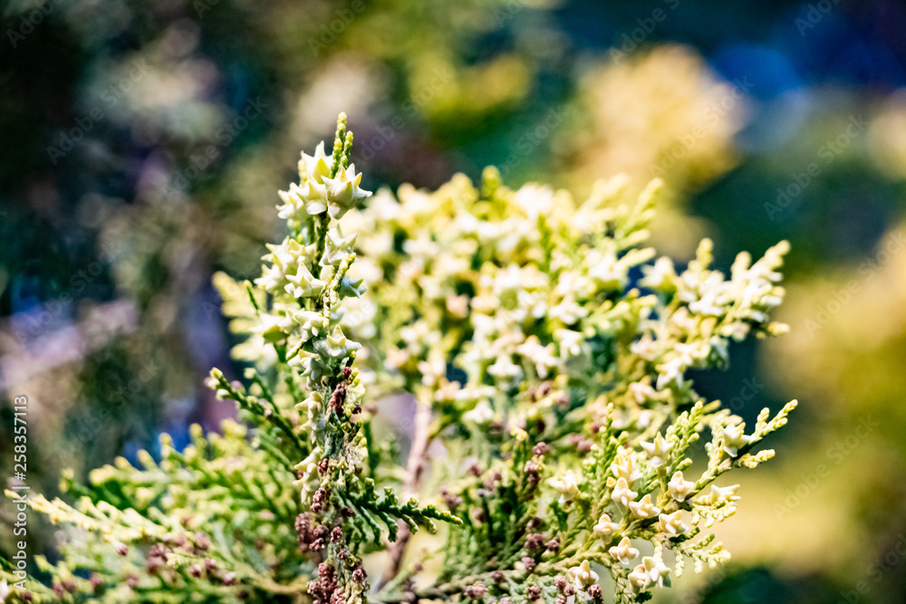 Beautiful green spring plants in nature background Beautiful green spring plants in nature background