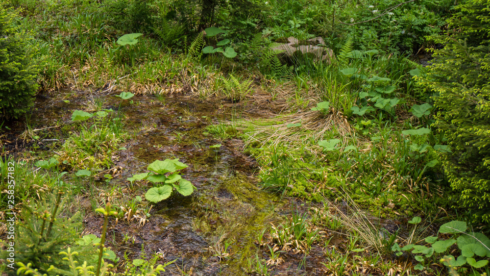 plants and moss in water stream plants and moss in water stream