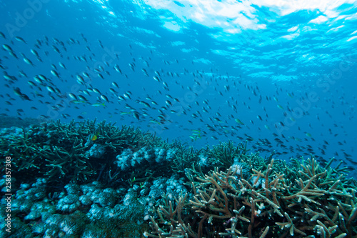 Blue-Green Chromis Chromis viridis