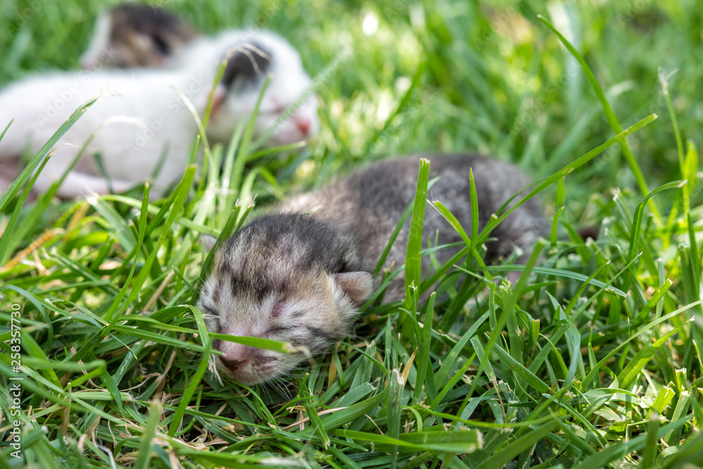 Fototapeta premium Newborn blind kittens on grass in sunny day.