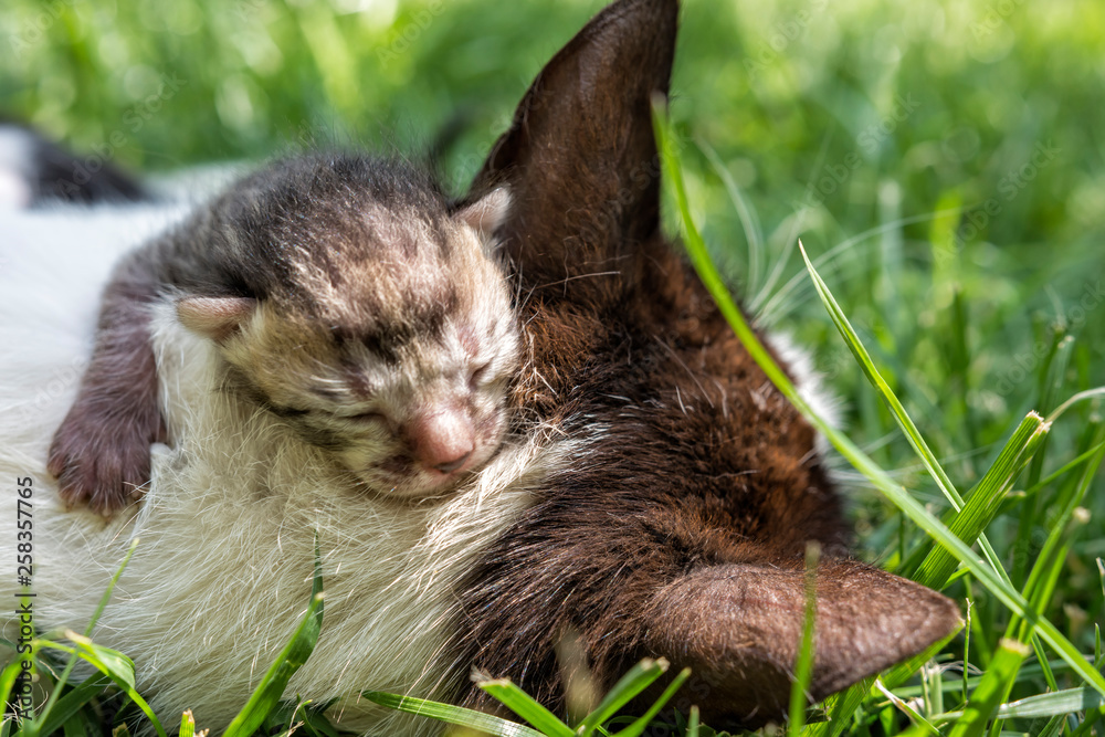Newborn blind kitten hugging mother cat on grass in sunny day. Newborn blind kitten hugging mother cat on grass in sunny day.