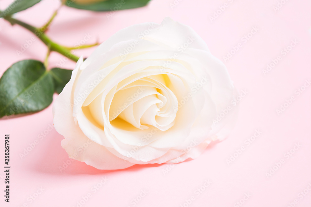 White fresh rose over pink pastel background. Flower decoration White fresh rose over pink pastel background. Flower decoration