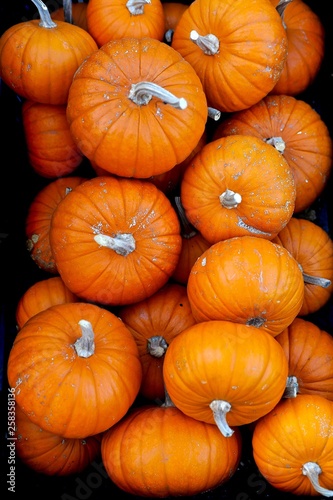 pumpkins