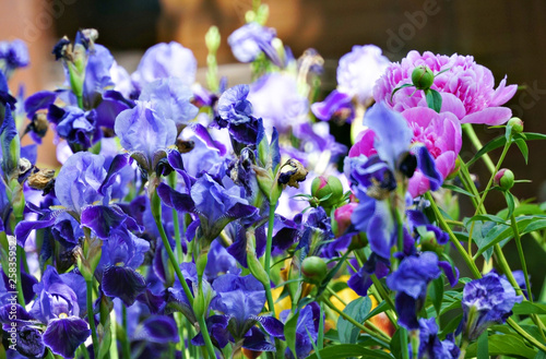 blue flowers in the garden