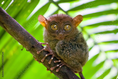Phillipine Tarsier  Tarsius Syrichta  the world s smallest primate Cute Tarsius monkey with big enormous eyes sitting on a branch with green leaves. Bohol island  Philippines.