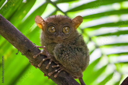 Phillipine Tarsier ,Tarsius Syrichta, the world's smallest primate Cute Tarsius monkey with big enormous eyes sitting on a branch with green leaves. Bohol island, Philippines.