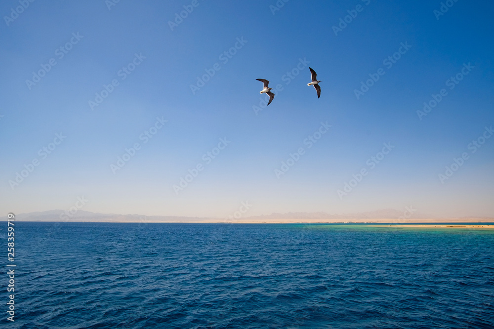 two seagulls are flying hovering over the sea