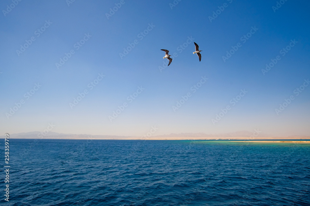 two seagulls are flying hovering over the sea two seagulls are flying hovering over the sea