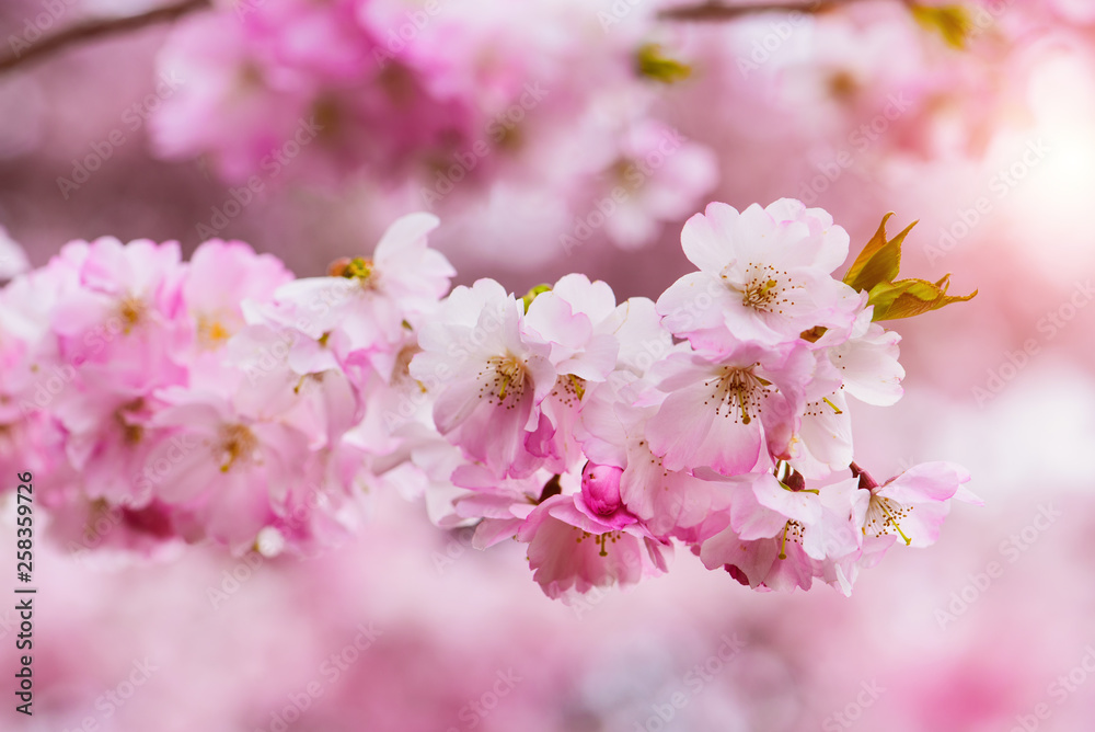 Sakura flowers in spring