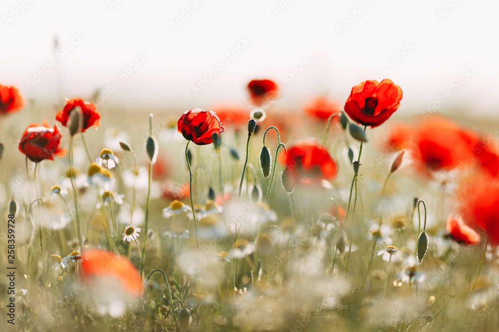 Obraz premium Field of corn poppy flowers papaver rhoeas in spring