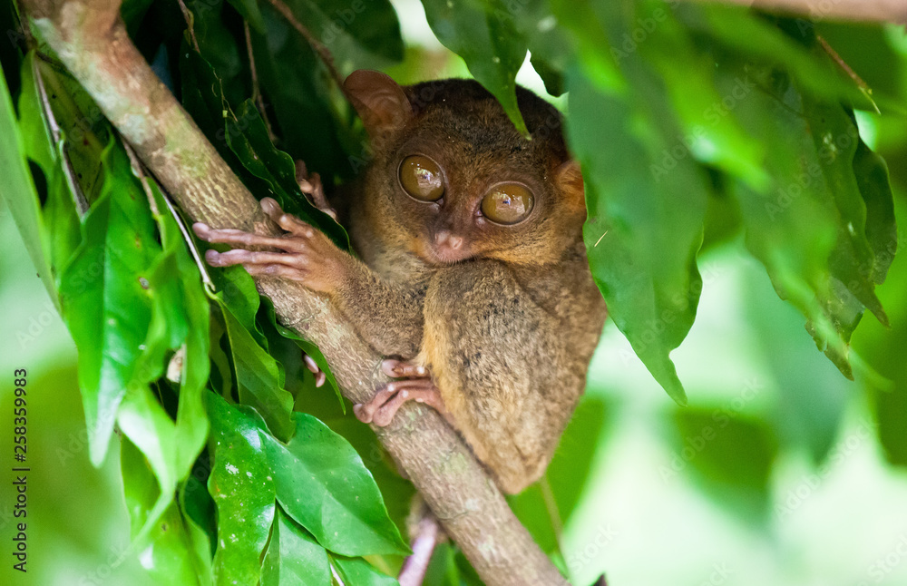 Fototapeta premium Phillipine Tarsier ,Tarsius Syrichta, the world's smallest primate Cute Tarsius monkey with big enormous eyes sitting on a branch with green leaves. Bohol island, Philippines.