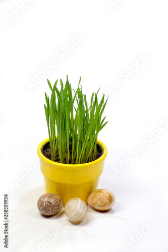 Theme for Easter greeting card. Green grass in a yellow pot next to Easter eggs.
