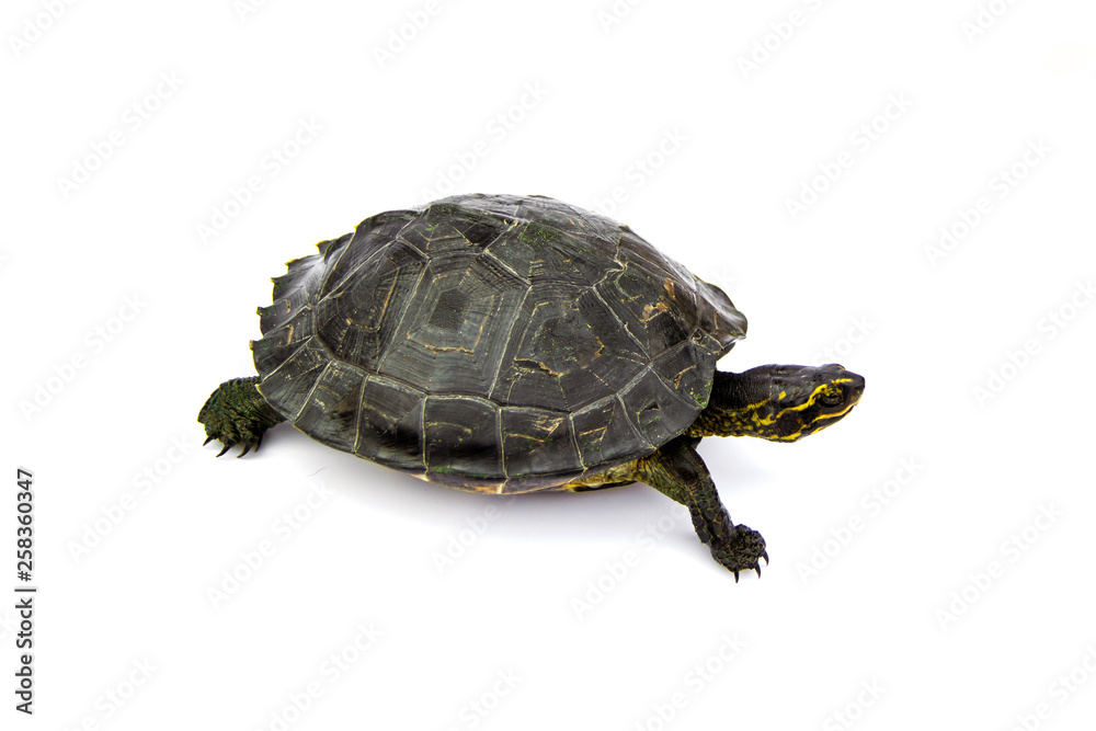 Obraz premium Young Yellow - headed Temple Turtle (Hieremys annandalii) are walking. isolated on white background.