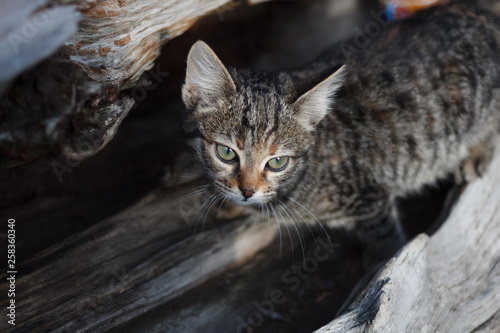 A gray striped cat on a trunk of a collapsed juniper tree is looking. Cat in the wild. © Michael
