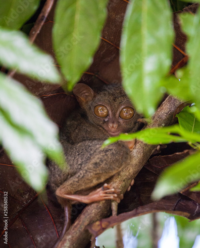 Phillipine Tarsier  Tarsius Syrichta  the world s smallest primate Cute Tarsius monkey with big enormous eyes sitting on a branch with green leaves. Bohol island  Philippines. Selective focus.
