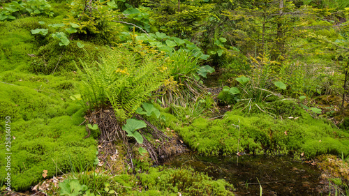 crooked river through moss bed