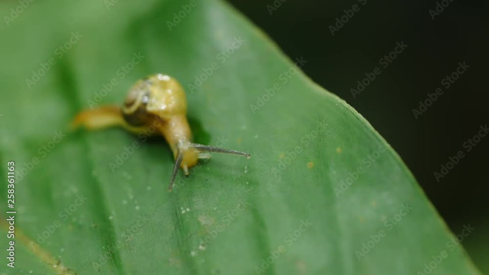 Snail walking on green leaf in rain forest. Snail walking on green leaf in rain forest.