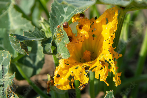 Tableau sur toile masses bug are eating yellow flowers of pumpkin in the agricultural garden