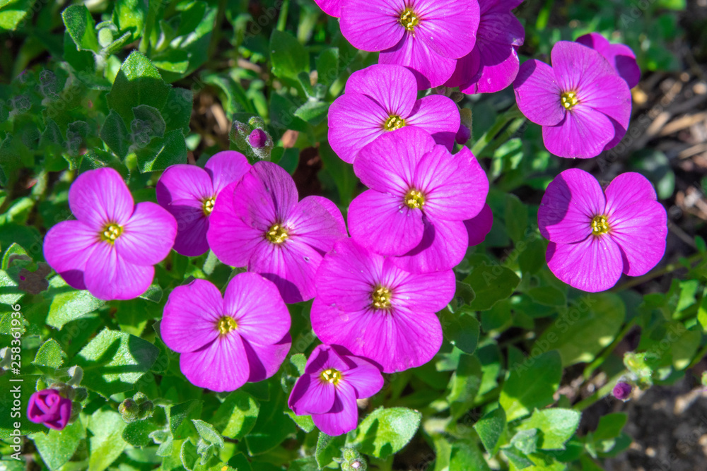 pink flowers 