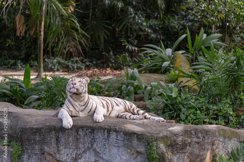 Fototapeta Naklejka Na Ścianę i Meble -  White tiger posing and relaxing with green foliage in the background