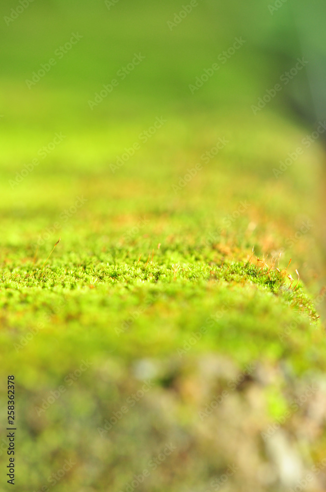 moss like a rug