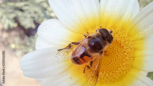 A honey be sit on the flower