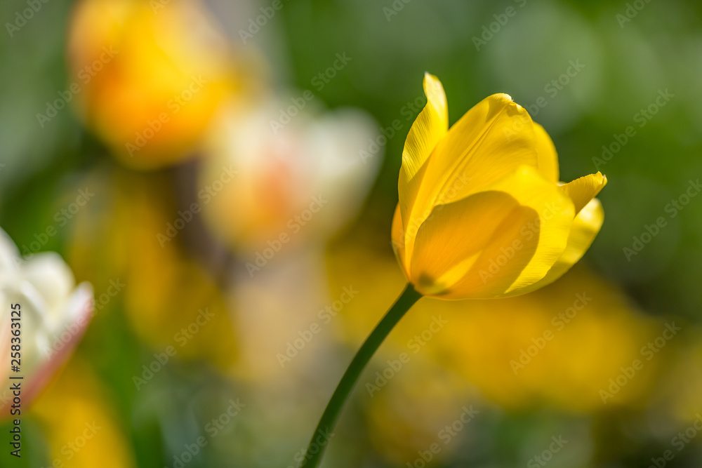 Pretty tulip flowers on a sunny spring day, with a shallow depth of field Pretty tulip flowers on a sunny spring day, with a shallow depth of field