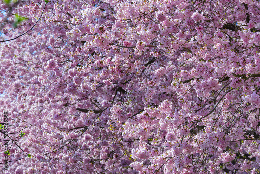 Obraz premium Cherry blossom in sunny on spring