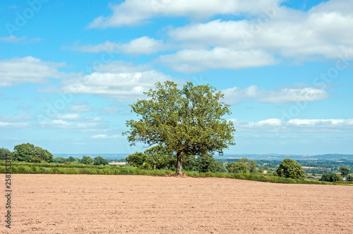 Beech tree in a summertime field.