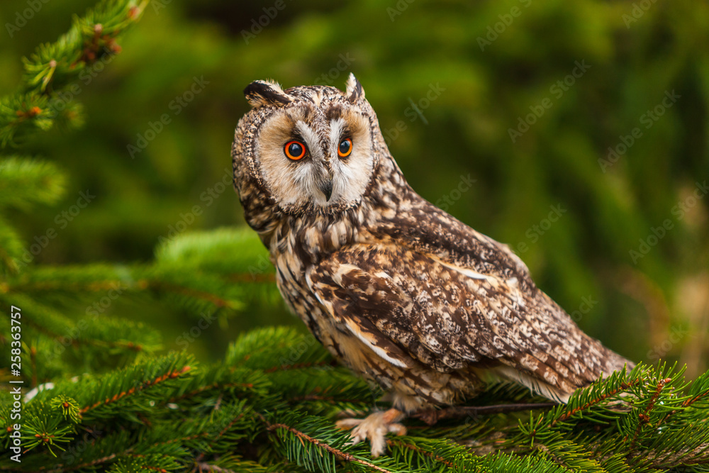 Obraz premium Eurasian eagle owl (bubo bubo) portrait, owls are often used as a symbol of wisdom, selective focus on the orange eyes, narrow depth of field