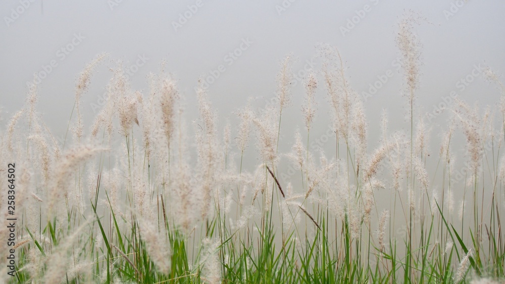 The white grass flower in the park The white grass flower in the park
