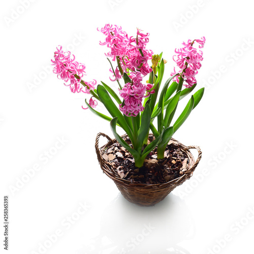 Bright hyacinth flowers, close up