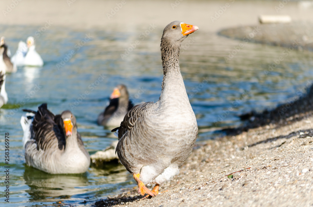 Fototapeta premium a wild goose on a lake