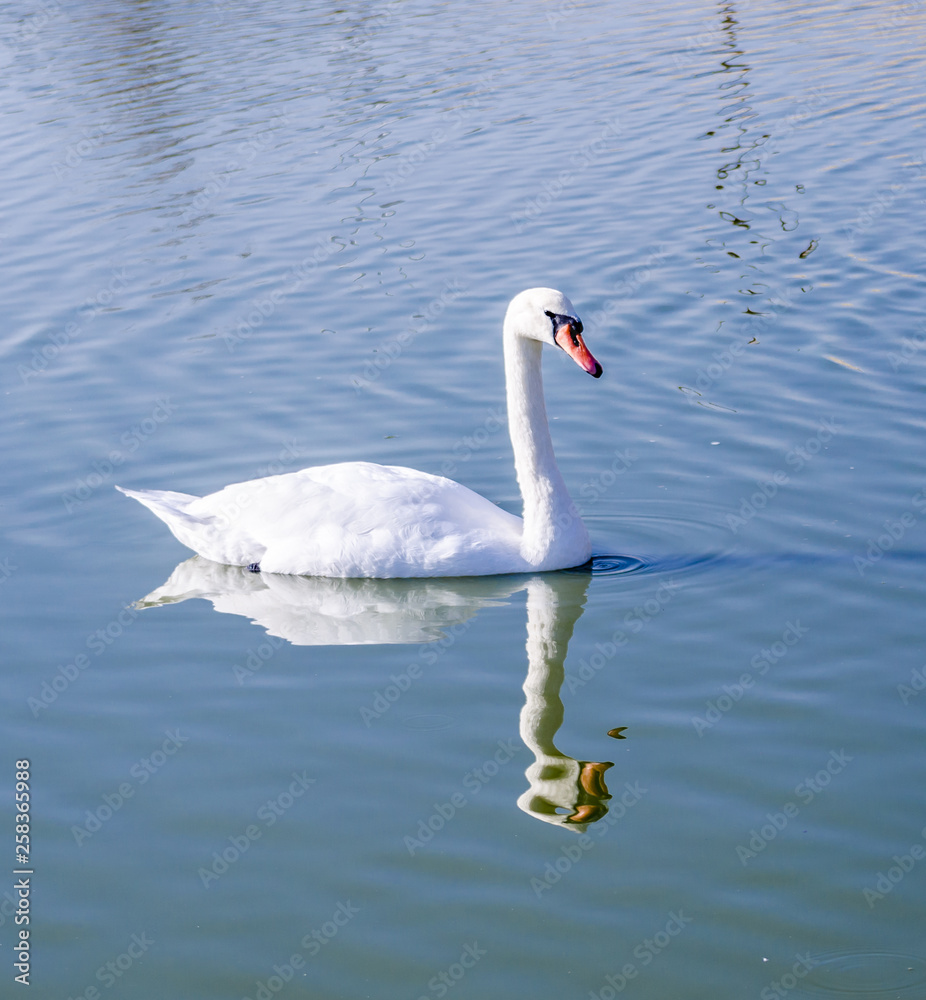 Fototapeta premium white swan and its reflection in blue water