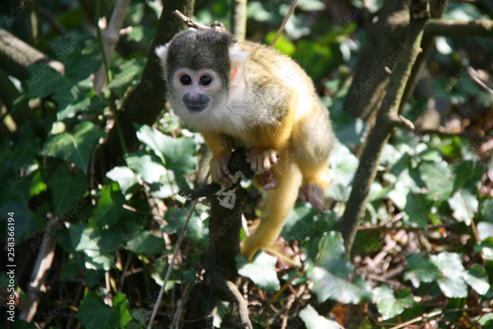 Squirrel monkey Squirrel monkey