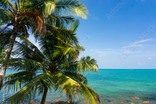 Ocean blue sky at the beach and palm tree with copy space for background