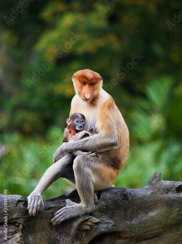Proboscis monkeys, Nasalis larvatus, baby and mother sitting on the tree. Borneo.